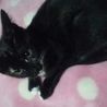 ５ヶ月☆黒猫？いえ、三毛猫なんです～かのんちゃん サムネイル2