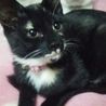 ５ヶ月☆黒猫？いえ、三毛猫なんです～かのんちゃん サムネイル3