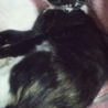 ５ヶ月☆黒猫？いえ、三毛猫なんです～かのんちゃん サムネイル4