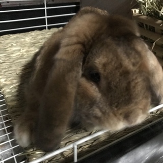 ホーランドロップイヤー男の子里親様募集