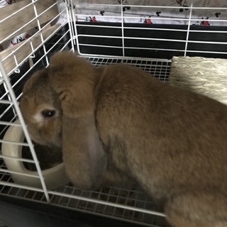 ホーランドロップイヤー男の子里親様募集