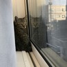 子猫！里親募集 サムネイル2