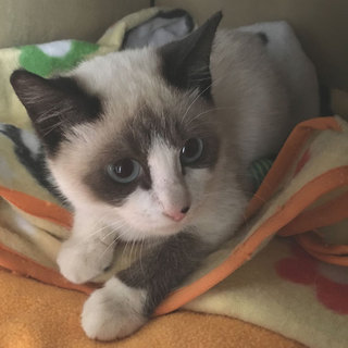 シャムとラクドールmix 「ポーキー」