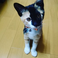 チロル