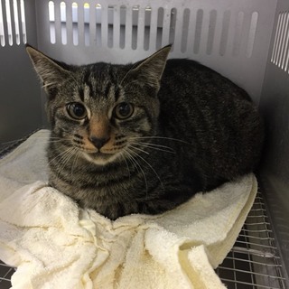 収容期限を迎えます。