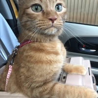 ここ