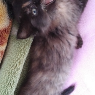 子猫の里親さん募集