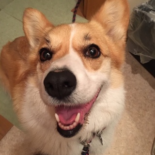 華（はな）メス（ほんの少し尻尾あり）不妊手術済み