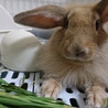 多頭崩壊からの保護うさぎ サムネイル1