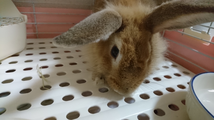 多頭崩壊からの保護うさぎ サムネイル2