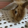 多頭崩壊からの保護うさぎ サムネイル2