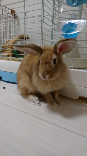 多頭崩壊からの保護うさぎ サムネイル3