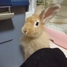 多頭崩壊からの保護うさぎ サムネイル4