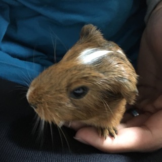 モルの赤ちゃん！ シェルティ【0才】