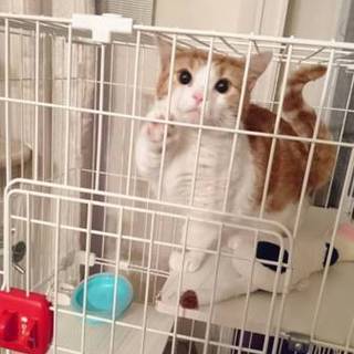 応募殺到✽募集停止。✽血統書付き、短足マンチカン