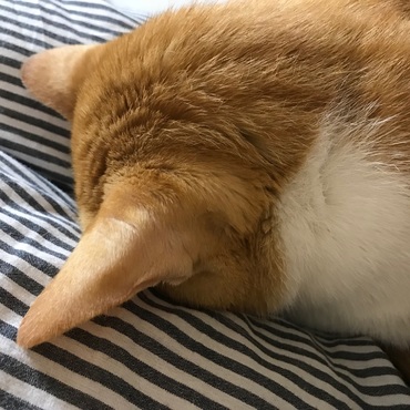 両ももに顔を埋めて寝る人