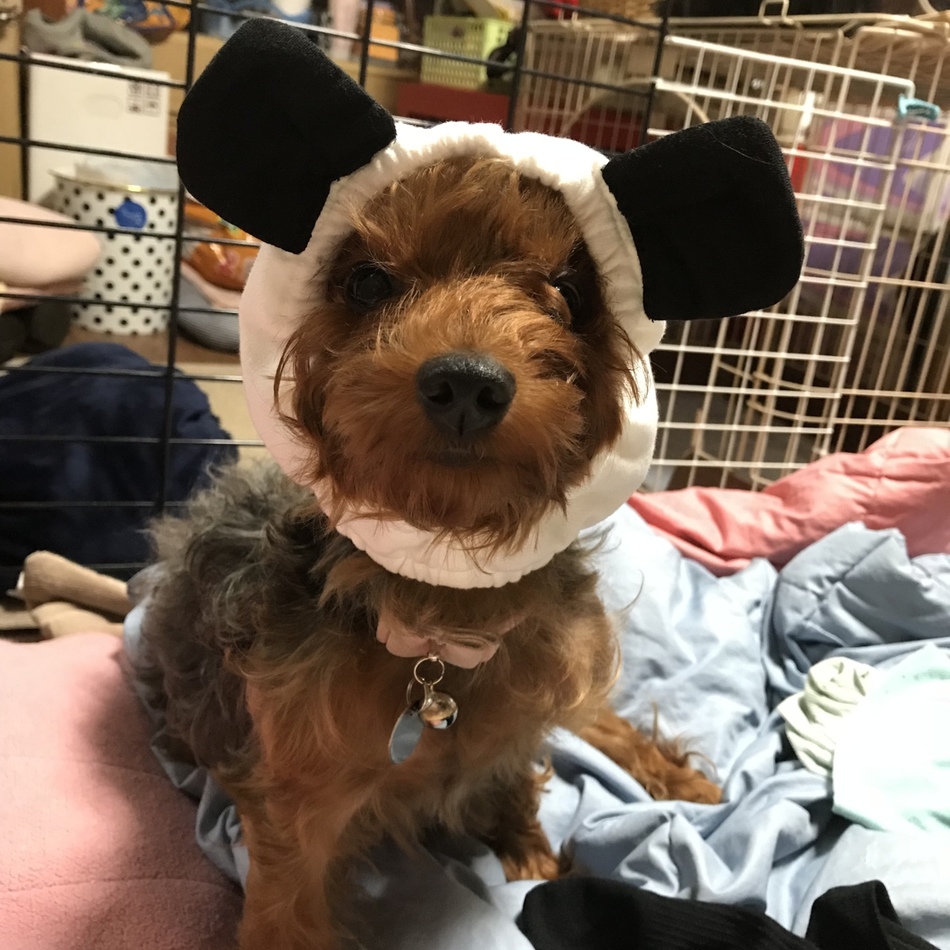 リコのカバー写真
