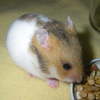 ゴールデンハムスター里親募集