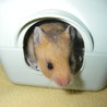 ゴールデンハムスター里親募集 サムネイル2