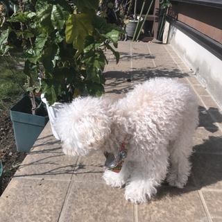 1歳半のティーカップちゃんです。