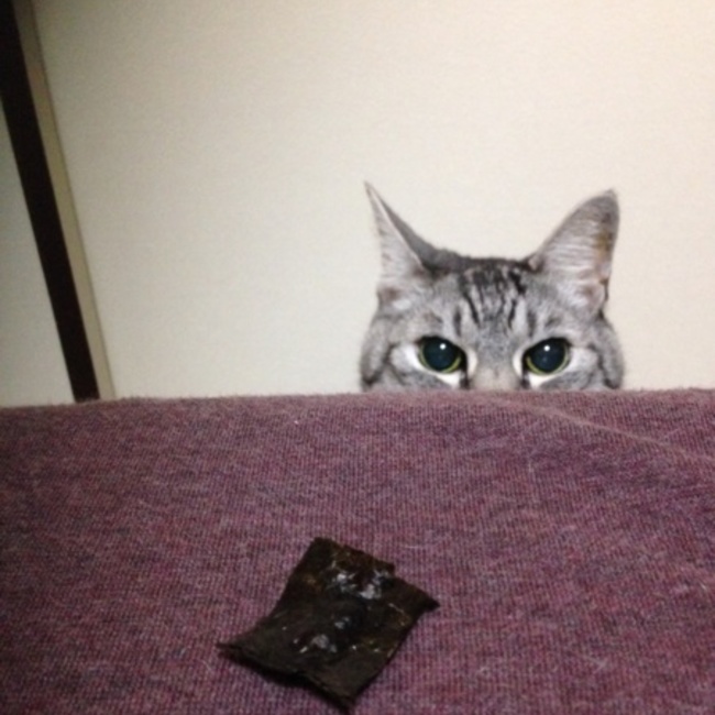 onionのカバー写真
