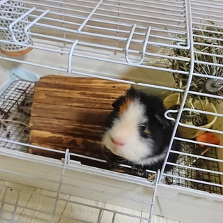 モルモット(4歳6か月)