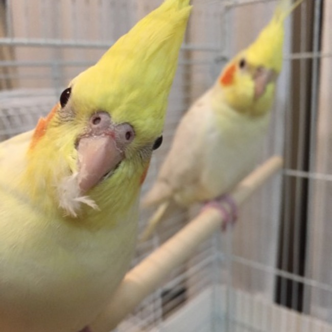 楓0930のカバー写真