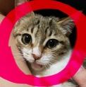 スリゴロ抱っこ猫♡キジ白ムース5ヶ月半♀