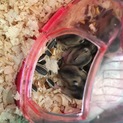 ジャンガリアンハムスター子ハム４匹 親ハム２匹