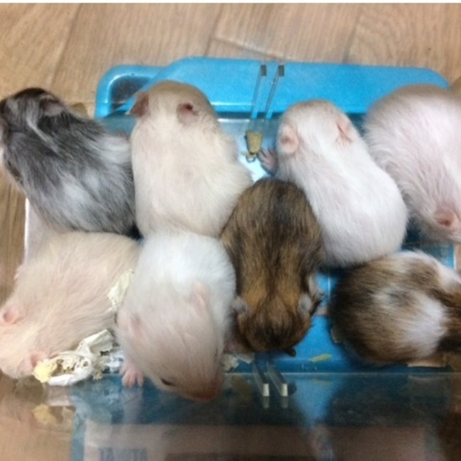 あがりえんのカバー写真