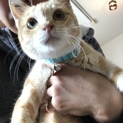 赤ちゃんにも子供にも大丈夫です！優しい子猫