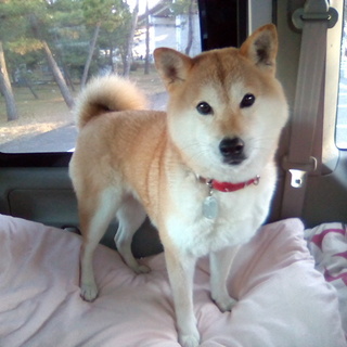 『うみちゃん』おっとり女の子柴