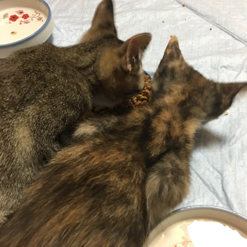 LUCIA(ルチア)のカバー写真