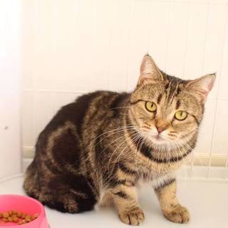 月見ちゃん♀　推定5才