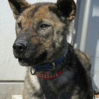 つぶらな瞳のカイ君。