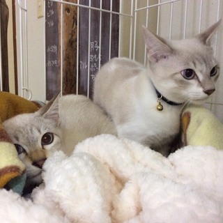 兄弟２匹で家族に迎えてくれる方を募集！
