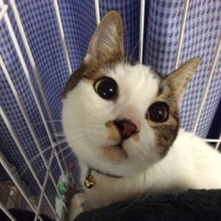 ほわっとした顔がかわいい、甘えん坊で優しい男の子