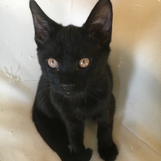 そっくり黒猫5兄妹