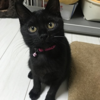 ☆お目目クリクリ黒猫☆仮名おはぎ☆