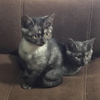 生後3ヶ月の子猫ちゃん