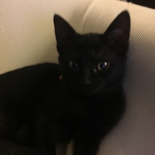 そっくり黒猫5兄妹