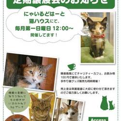 NPO法人 にゃいるどはーと 保護猫譲渡会
