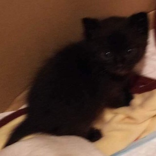 超絶可愛い黒猫さん