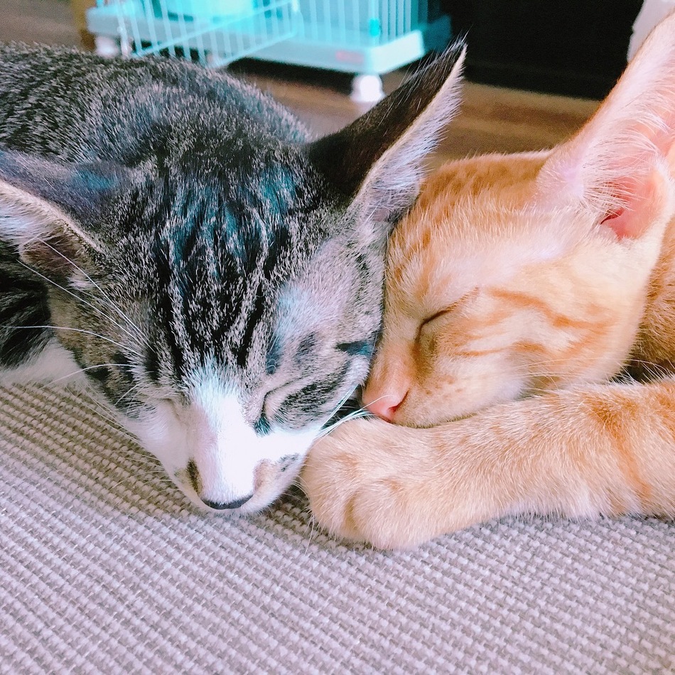 メルのカバー写真