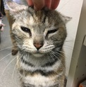 リサ❤️アメショ6歳♀
