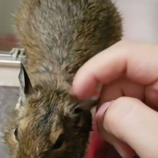 デグーのオスの子の里親さん募集中です。