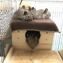 デグーの里親様募集です。すべて女の子。
