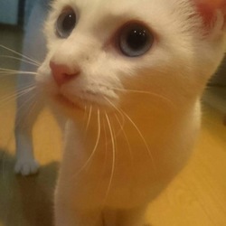 ラブリーな青い瞳の白猫 ホトちゃん