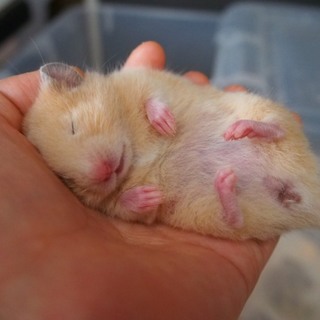 キンクマの子どもの里親さん募集します！