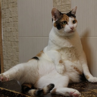 多頭飼育からのレスキュー出来た姫ちゃんです